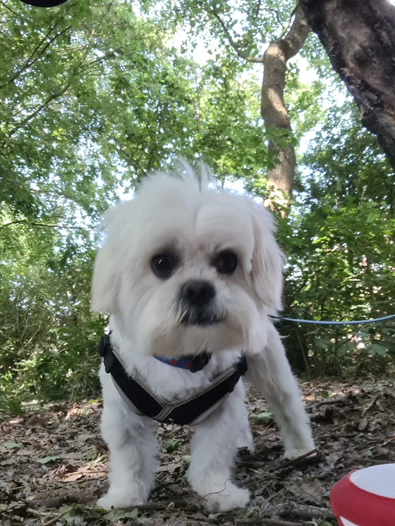 A white Shih Tzu in a harness outdoors under the trees after its groom