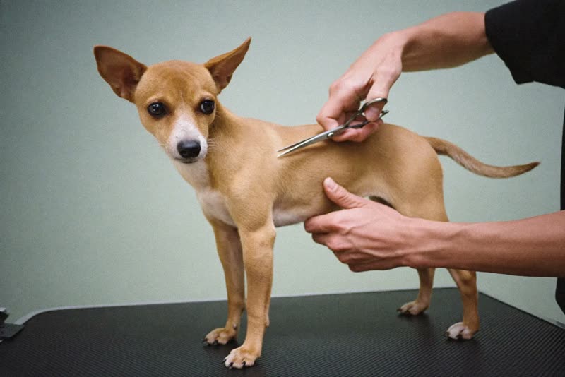 A dog being scissor-finished on the grooming table