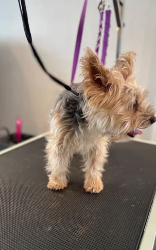 A freshly groomed Yorkshire terrier on the grooming table in the salon