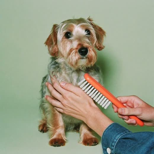 A small dog being brushed out after a bath