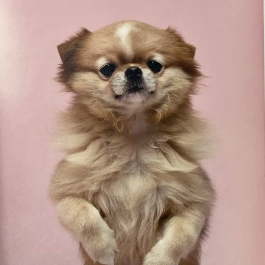 A small dog being blow-dried after a bath